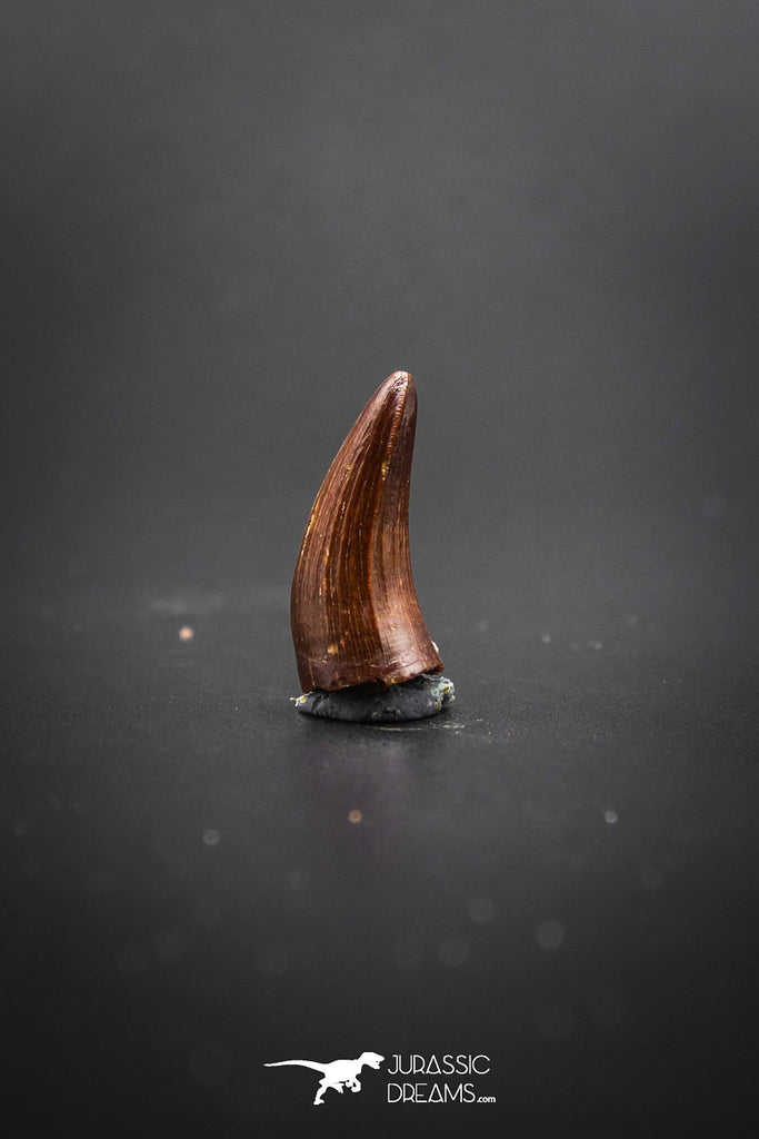 02043 - Top Enamel Color 0.94 Inch Elosuchus Cherifiensis Crocodile Tooth From Kem Kem