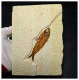 13021 - Finest Grade Knightia eocaena Fossil Fish Green River Fm WY Eocene Age