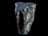 10049 - Real Triceratops horridus Dinosaur Fossil Tooth - Hell Creek Fm - Montana