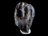 10047 - Real Triceratops horridus Dinosaur Fossil Tooth - Hell Creek Fm - Montana