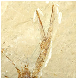 13095 - Amazing Rare Fossil Crustacean Lobster Pseudostacus sp Cretaceous Age Lebanon