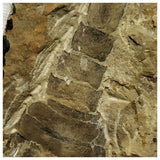 13042 - Large Nice Silurian Sea Scorpion Eurypterus Balteurypterus