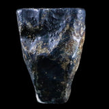 10049 - Real Triceratops horridus Dinosaur Fossil Tooth - Hell Creek Fm - Montana