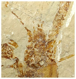 13095 - Amazing Rare Fossil Crustacean Lobster Pseudostacus sp Cretaceous Age Lebanon