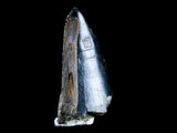 10043 - Real Tyrannosaurus Rex Dinosaur Fossil Tooth Tip - Hell Creek Fm - Montana