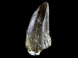 10056 - Amazing Albertosaurus Serrated Tyrannosaurid Dinosaur Tooth Cretaceous - Montana