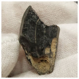 10138 - Top Rare Ouranosaurus Hadrosaurid Dinosaur Tooth Cretaceous Elrhaz Fm