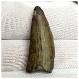 10124 - Exceedingly Rare Suchomimus tenerensis Dinosaur Tooth - Elrhaz Fm - Niger