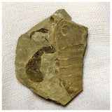 13040 - Silurian Sea Scorpion Eurypterus Balteurypterus with Preserved Appendages