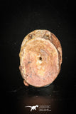 77004 - Beautiful Preserved Cretaceous ONCHOPRISTIS Vertebra Bone KemKem Beds