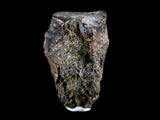 10051 - Real Triceratops horridus Dinosaur Fossil Tooth - Hell Creek Fm - Montana