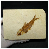 13020 - Finest Grade Knightia eocaena Fossil Fish Green River Fm WY Eocene Age