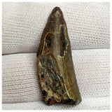 10124 - Exceedingly Rare Suchomimus tenerensis Dinosaur Tooth - Elrhaz Fm - Niger