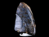 10041 - Real Tyrannosaurus Rex Dinosaur Fossil Tooth Tip - Hell Creek Fm - Montana