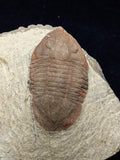 00740 - Nicely Preserved 1.82 Inch ASAPHELLUS SP Ordovician Trilobite Fezouata Fm