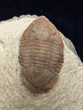 00740 - Nicely Preserved 1.82 Inch ASAPHELLUS SP Ordovician Trilobite Fezouata Fm