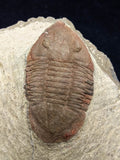 00740 - Nicely Preserved 1.82 Inch ASAPHELLUS SP Ordovician Trilobite Fezouata Fm