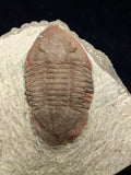 00740 - Nicely Preserved 1.82 Inch ASAPHELLUS SP Ordovician Trilobite Fezouata Fm