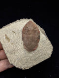 00740 - Nicely Preserved 1.82 Inch ASAPHELLUS SP Ordovician Trilobite Fezouata Fm