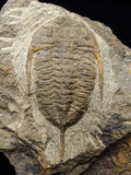 00745 - Rare MUCRONASPIS SP Trilobite Upper Ordovician Ktaoua Fm