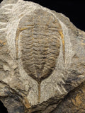 00745 - Rare MUCRONASPIS SP Trilobite Upper Ordovician Ktaoua Fm