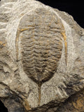 00745 - Rare MUCRONASPIS SP Trilobite Upper Ordovician Ktaoua Fm