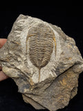 00745 - Rare MUCRONASPIS SP Trilobite Upper Ordovician Ktaoua Fm