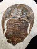 08808 - 4.17 Inch Beautiful CAMBROPALLAS TELESTO Cambrian Trilobite