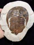 08808 - 4.17 Inch Beautiful CAMBROPALLAS TELESTO Cambrian Trilobite