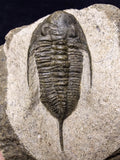 08811 - 2.62 Inch Rare MUCRONASPIS SP Trilobite Upper Ordovician Ktaoua Fm