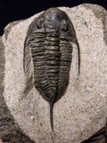 08811 - 2.62 Inch Rare MUCRONASPIS SP Trilobite Upper Ordovician Ktaoua Fm