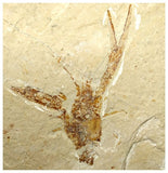 13095 - Amazing Rare Fossil Crustacean Lobster Pseudostacus sp Cretaceous Age Lebanon