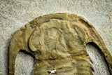 22001 - Top Rare 1.83 Inch Myopsolenites boutiouiti Middle Cambrian Trilobite