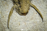 22001 - Top Rare 1.83 Inch Myopsolenites boutiouiti Middle Cambrian Trilobite