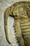 22001 - Top Rare 1.83 Inch Myopsolenites boutiouiti Middle Cambrian Trilobite