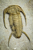 22001 - Top Rare 1.83 Inch Myopsolenites boutiouiti Middle Cambrian Trilobite