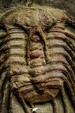22008 - Top Rare Selenopeltis aff. gallica Lower Ordovician Trilobite Fezouata Fm