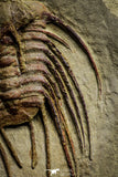 22008 - Top Rare Selenopeltis aff. gallica Lower Ordovician Trilobite Fezouata Fm