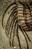 22008 - Top Rare Selenopeltis aff. gallica Lower Ordovician Trilobite Fezouata Fm