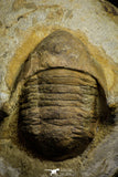 22009 - Top Rare 2.30 Inch Parabarrandia aff. crassa Middle Ordovician Trilobite