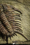 22011 - Top Rare 2.37 Inch Foulonia sp Lower Ordovician Trilobite Fezouata Formation