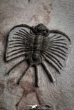 22082 - Museum Grade Association Morocops + Gerastos + Basseiarges + Crotalocephalus + Unidentified Lichids Middle Devonian Trilobites