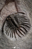 22082 - Museum Grade Association Morocops + Gerastos + Basseiarges + Crotalocephalus + Unidentified Lichids Middle Devonian Trilobites