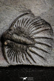 22082 - Museum Grade Association Morocops + Gerastos + Basseiarges + Crotalocephalus + Unidentified Lichids Middle Devonian Trilobites