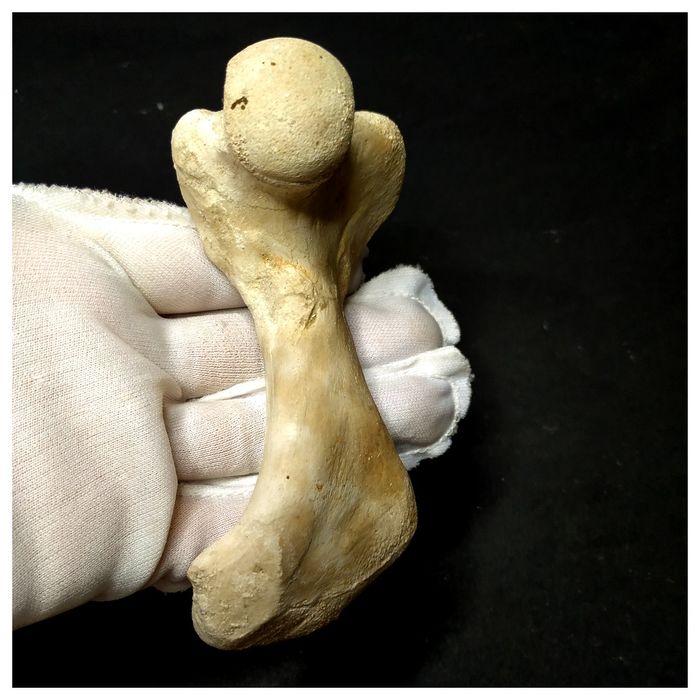 13057 - Top Rare Huge 12,6cm Euclastes sp Paleocene Sea Turtle Femur Bone