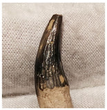 13006 - Exceedingly Rare Plesiosaur (Elasmosaur) Tooth - Stary Oskol, Russia - Cretaceous