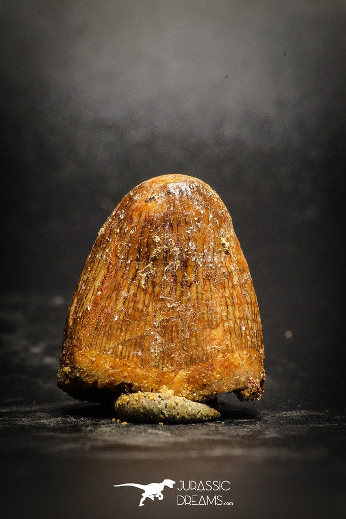 77077 - Top Quality Huge Red Cretaceous Crocodile 0.94'' HAMADASUCHUS Tooth KemKem