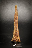 77042 - Rare Unidentified Dinosaur Reptile Vertebra Neural Spine Bone Cretaceous KemKem
