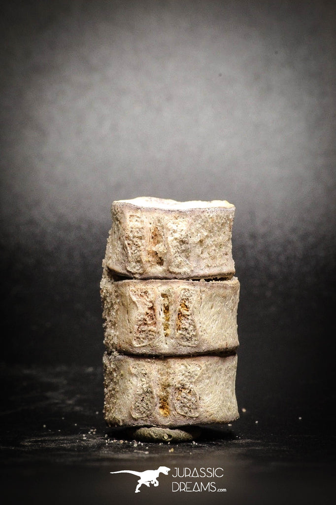 77067 -Unique Unpublished Cretaceous Temnospondyli Amphibian Vertebrae Association