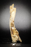 77054 - Rare 4.00'' Unidentified Inedite Cretaceous KemKem Beds Reptile Fish Bone